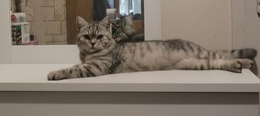 котёнок в добрые руки: Британская