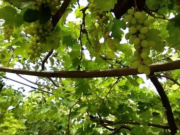 Torpaq sahələrinin satışı: 12 sot, Kənd təsərrüfatı, Mülkiyyətçi, Bələdiyyə