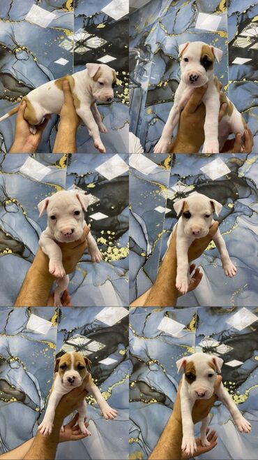 doberman it: Pitbul, 1 ay, Erkek, Ünvandan götürmə