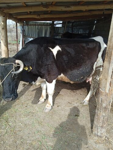 Коровы, быки: Продаю | Корова (самка) | Алатауская