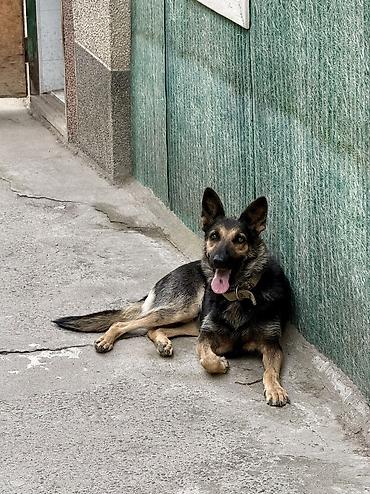русский борзый: Овчарка, 5 лет, Самка, С прививкой — 1