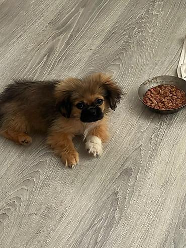 Pekines, 4 ay, Erkək, Ünvandan götürmə