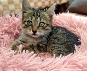 клеточное оборудование для кур несушек: Котёнок, тигровая короткошёрстная окраска. - Полосатый окрас табби