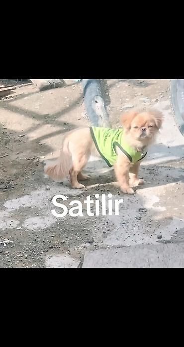 tutuquşu satılır: Pekines — 1