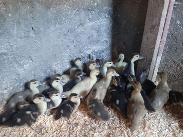 lal ördək balasi: Kanada sortu lal ördək balaları satılır.10 günluk 6 manat 1 aylıq 10