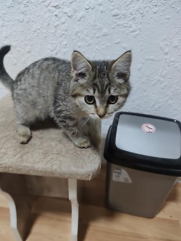 кошка белая: Котенок в хорошие руки отдаю потому что водворе собака Пит и он ее — 2