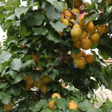 Сельхоз предприятия: Продаю Кошара, 200 соток, Действующий — 14