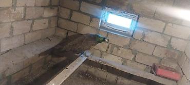 ov quşları: Məhsul: Egzotik quşlar – bir cüt - Növ: qırqovul (gümüş ağ rəngli — 2