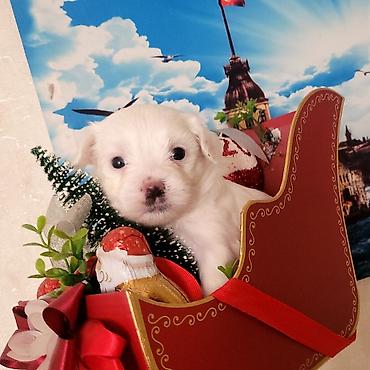 bull terrier satilir: Malta balonkasi mini . qiymetde razilawmaq olar — 8