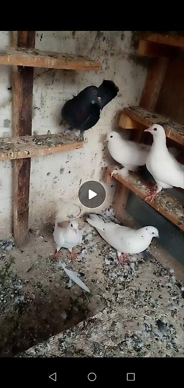 quş tələsi: 6 dene qusdu biri 2 manatdı quslarda berdededi — 2