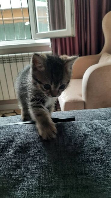 шотландская вислоухая кошка черная: Кошка даром: Скотиш Фолд (Шотландская вислоухая), 1 месяц, Девочка