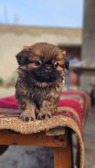 İtlər: Pekines, 2 ay, Erkek — 5