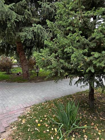 жильё: Аренда квартиры на Иссык-Куле, Радуга West, Кош-Кол, Цена Целиком за жилье — 10