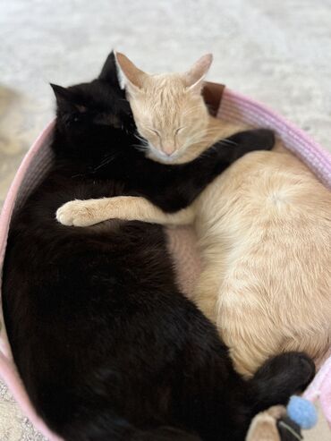 Отдам даром кошку: Кошка даром: Беспородная, 11 месяцев, Мальчик, Кастрирована, Приучена к лотку, Проглистована — 9