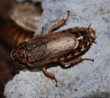 экзотические животные: Мраморные тараканы по 10 сом Корм для рептилий и других экзотических