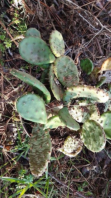 Kaktus: Kaktusi — 8