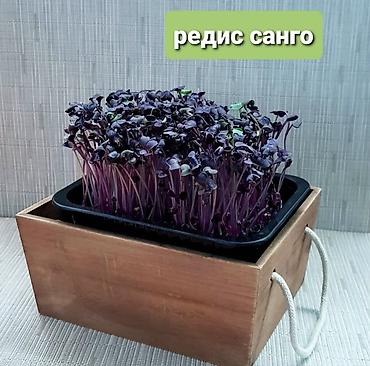 Микрозелень: Микрозелень и молодые травы в кассетах - Ассортимент: микрозелень — 11