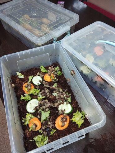 Другие животные: Продаю улиток Ахатинцев, . для использования косметических процедур — 10