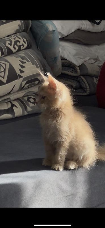 котенок мейкун: Мейн-кун, 3 месяца, Мальчик, Рыжий, Приучена к лотку — 3