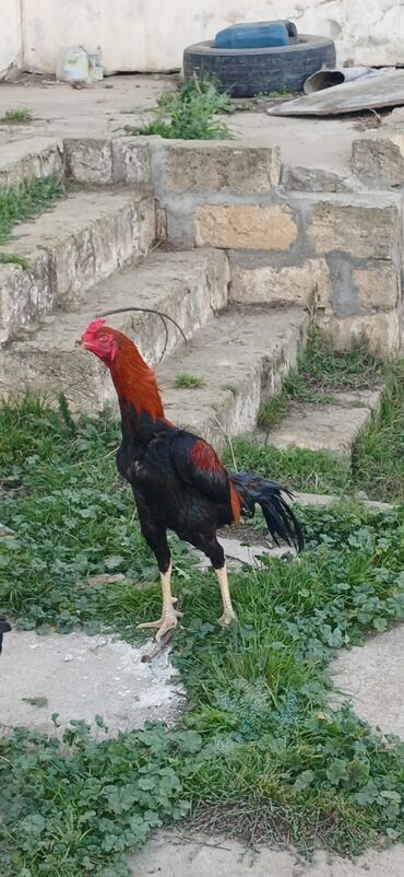 Xoruzlar: Xoruz, Heyratı, il: <1, Ödənişli çatdırılma — 6