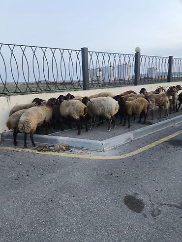 hind qusu satisi: Qoyun-keçi sürüsü satılır - Növ: qarışıq sürü – qoyunlar və keçilər - — 3
