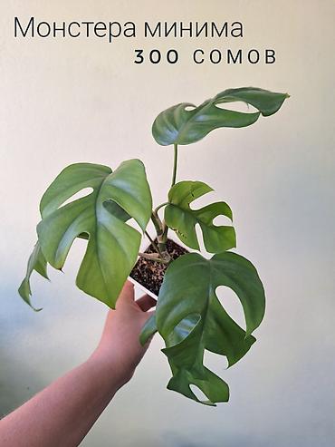 комнатный цвиты: 🌿 Комнатные растения/цветы (детки/молодые растения). 🪴 Названия и цены — 7