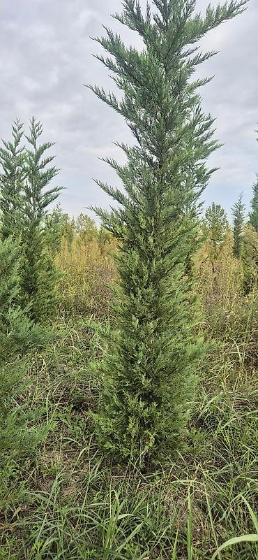 evkalipt ağacı haqqinda: Leylandi şam agaci (Cupressocyparis leylandii) iynəyarpaq dekorativ — 2