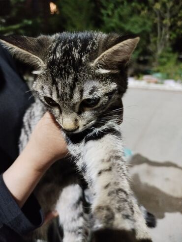 шотландская вислоухая голубая кошка: Девочка, 5-6 месяцев, домашняя, но оказалась на улице. хотим найти ей