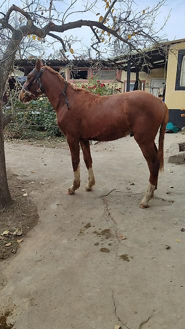 Лошади, кони: Продаю | Жеребенок | Дончак | Рабочий — 6