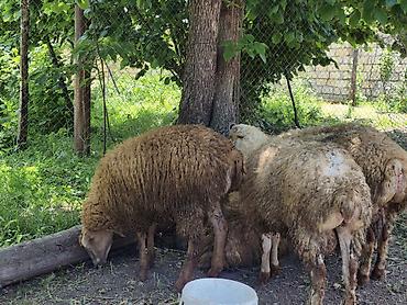 lalafo quzu: Erkək Qurbanlıq quzular satılır diri çəkisi 10manat 50qəpikdən qiyməti — 1