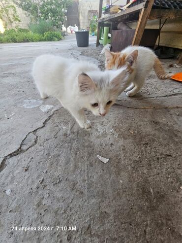 ангорские котята: Отдадим котят в добрые руки Котята ласковые, проглистованные 4
