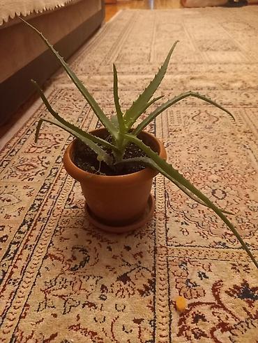 Aloe vera saksı bitkisi - Növ: Aloe vera (sukkulent) - Qab: Klassik