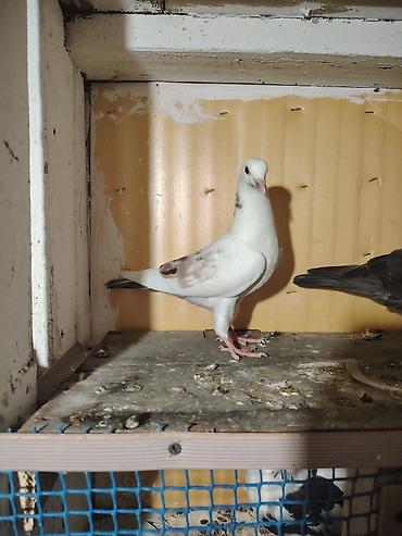 touz quşu: 12 tük tay balalar. Erkey tayin dimdiyin qırağında cicey olub sagalib — 2