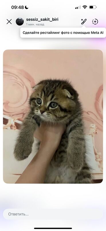 Pişiklər: Cins Paroda pişikləri. Şotland, Britan, Pers. Rəngləri də cür bə cür — 4