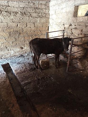 erkəy dana: Disi danadi ineyler satilib bir dana qalib — 2