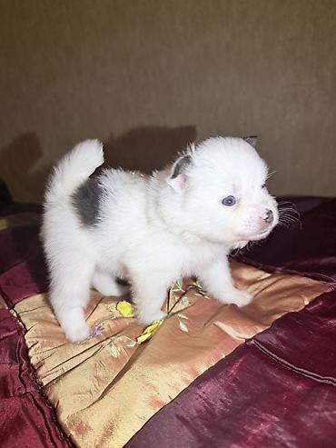 İtlər: Şpitz, 2 ay, Dişi — 8