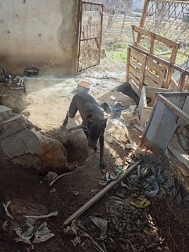 Отдам даром собаку: Собака даром: Курцхаар, 10 месяцев, Самка, С прививкой — 10