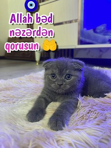 Pişiklər: Şotland — 15