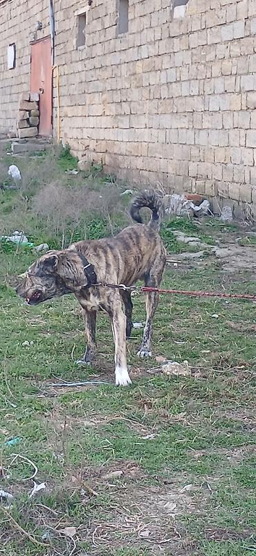 İtlər: Qurdbasar, 2 il, Erkek — 9