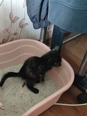 котенок отдам даром: Кошка даром: Беспородная, 1 месяц, Девочка, Метис, Приучена к лотку, С прививками — 3