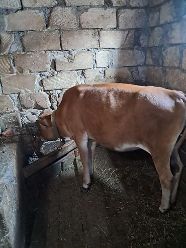 südlük inek satilir: Dana, buzov, Dişi, Simental, ay: 7, 80 kq, Damazlıq, Ünvandan götürmə — 3