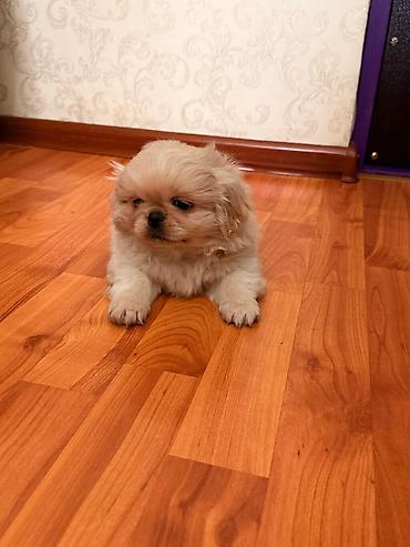 golden retriver it: Pekines, 2 ay, Erkək, Ünvandan götürmə — 7