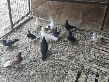 deve quşu: Tergidme quwdardi baxa bilmirem vaxtim olmadigindan satiram 4 manatdan