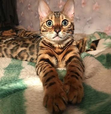котиков: 🐆 Продаётся бенгальский котик — 7 месяцев 🐾 Очень красивый и — 1