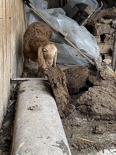 Баран, овца: Продаю | Баран (самец) | Арашан | Для разведения | Осеменитель — 8