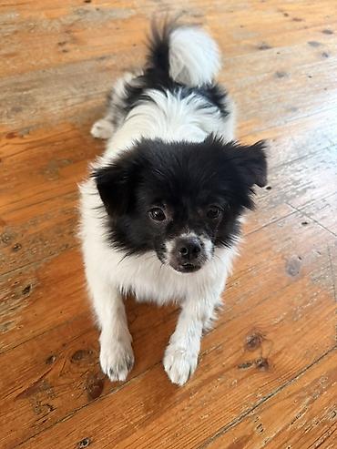Собаки: Şpicle pekines qarişiği. Cins erkek mehriban ve sakitdir — 1