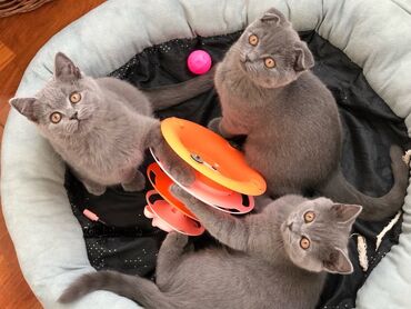 Pişiklər: Britan, Dişi, Erkək, Ünvandan götürmə — 23