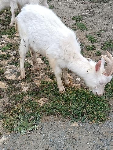 Keçilər, çəpişlər: Çəpiş keçi qoyun sürü və ya tək tək satram. Qiymet ferqlidirMəhsul — 2
