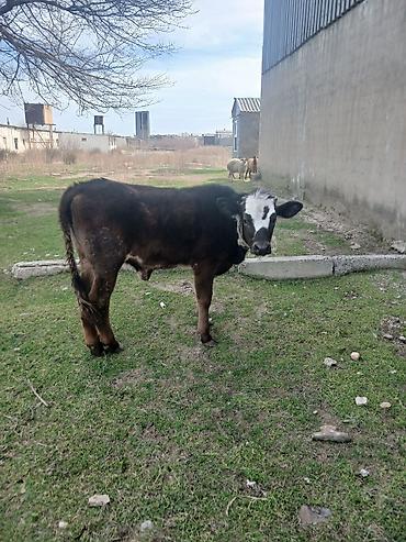 Dana, buzov: Diși göbəkli 7ayLlq disi danadlr. dananln anaslvə anaslnln anaslda — 28