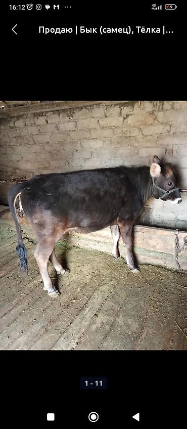 Коровы, быки: Продаю | Бык (самец) | На откорм | Привязанные — 1